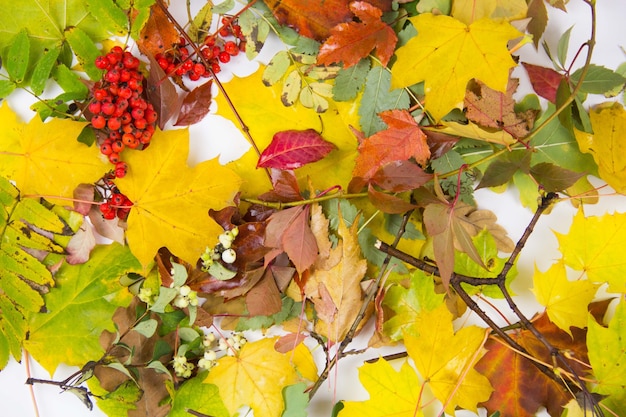 Trockenes buntes Herbstlaub auf weißem Hintergrund. Haufen Herbstlaub