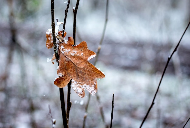 Trockenes Eichenblatt auf einem Zweig in einem schneebedeckten Wald im Winter