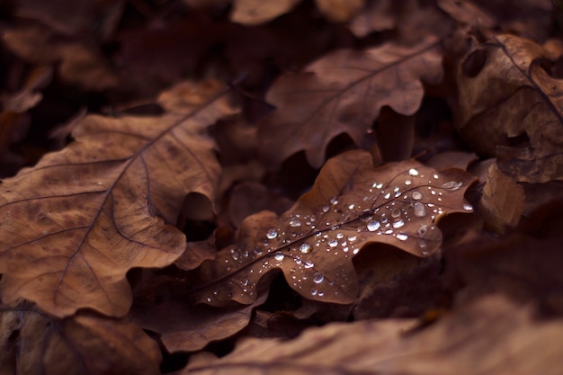 Trockenes Eichenblatt mit Wassertropfen mit Nahaufnahme brauner Blätter Hintergrund November Naturdetails