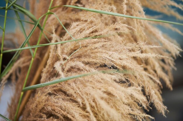 trockenes, flauschiges gelbes gras, weicher fokus