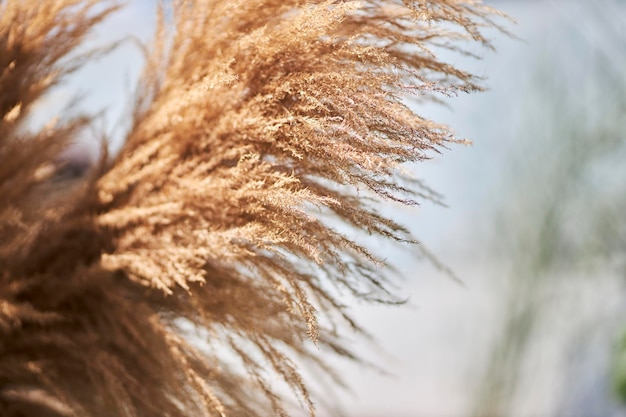 trockenes, flauschiges gelbes gras, weicher fokus