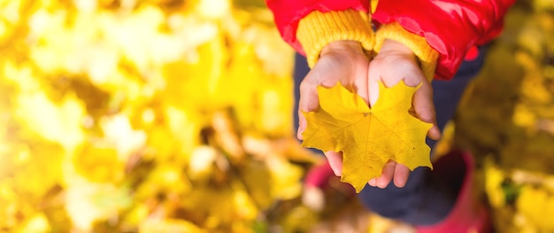 Trockenes gelbes Ahornblatt in Kinderpalmen Herbststimmung Wechsel der Jahreszeit