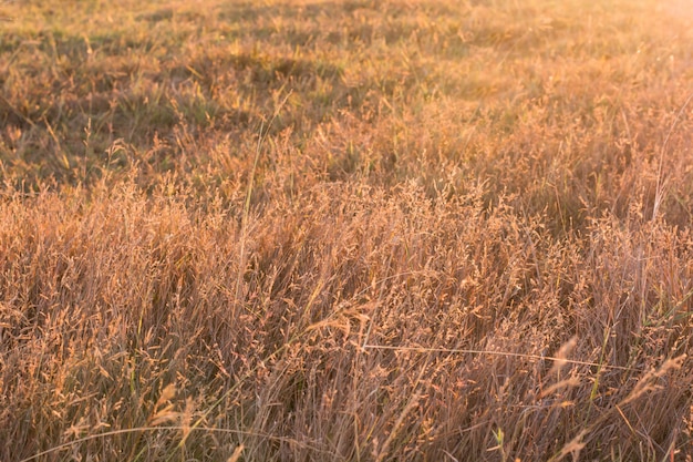 Trockenes gelbes Gras im Sonnenuntergang-Sonnenaufgang-Sonnenlicht.