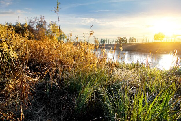 Trockenes Gras am Herbstfluss bei Sonnenaufgang