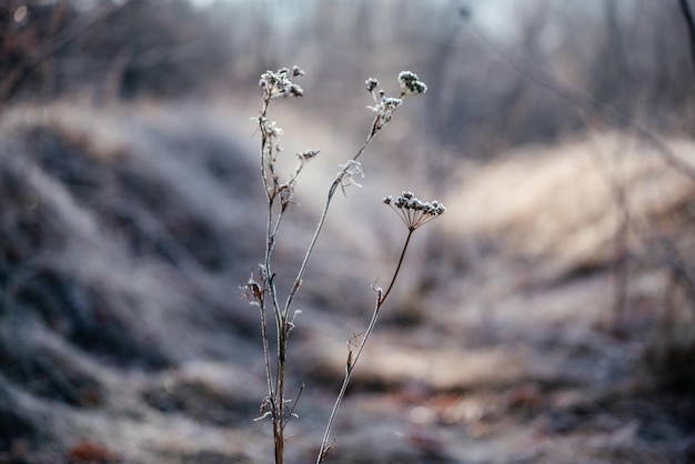 Trockenes Gras am Morgen mit erstem Frost bedeckt