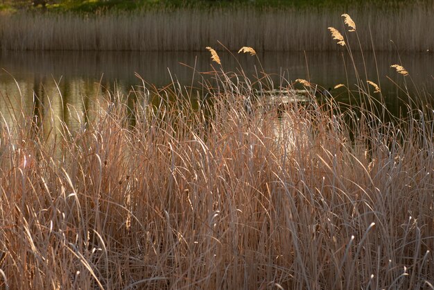 Trockenes Gras am Seeufer