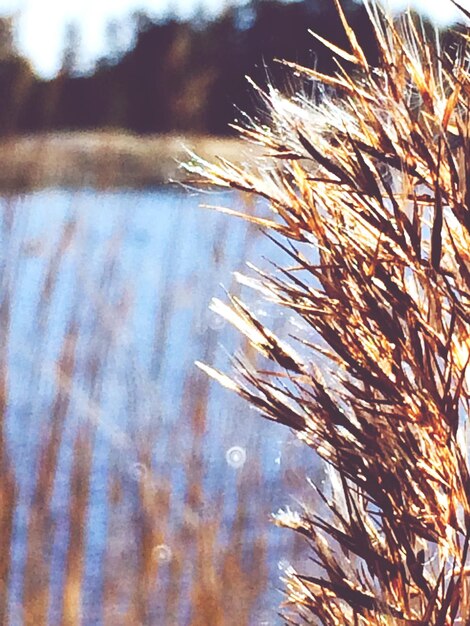 Foto trockenes gras am seeufer