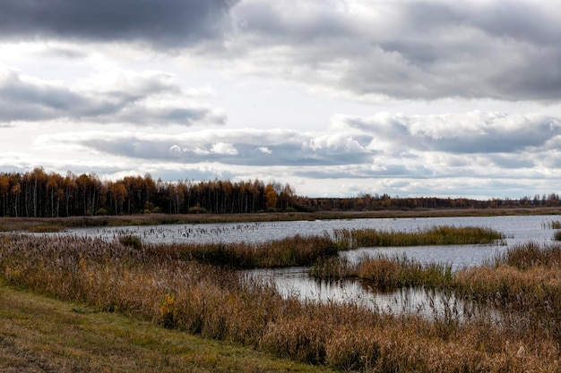 Trockenes Gras auf dem Territorium des Sees