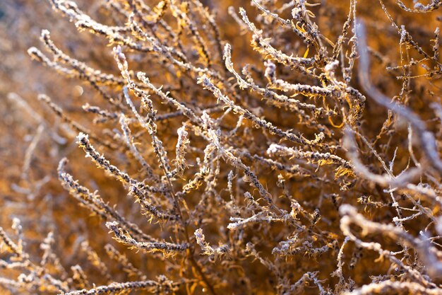 Trockenes Gras auf Rasen im Winter als Naturhintergrund