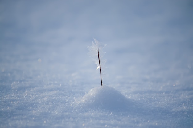 Trockenes Gras auf schneebedeckter Wiese am sonnigen Wintertag.