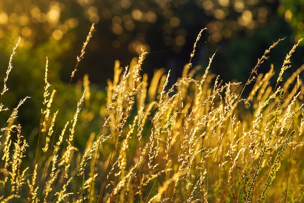 Trockenes Gras bei Sonnenuntergang an einem warmen Sommerabend