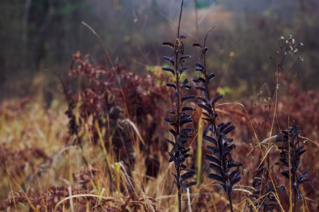 Trockenes Gras im Herbstwald und November verblassende Natur