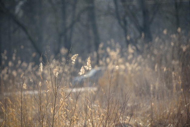 Trockenes Gras im Kontursonnenlicht