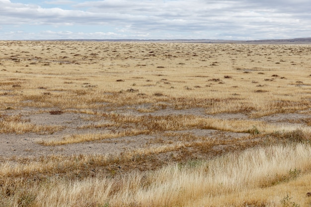 Trockenes Gras in der Steppe