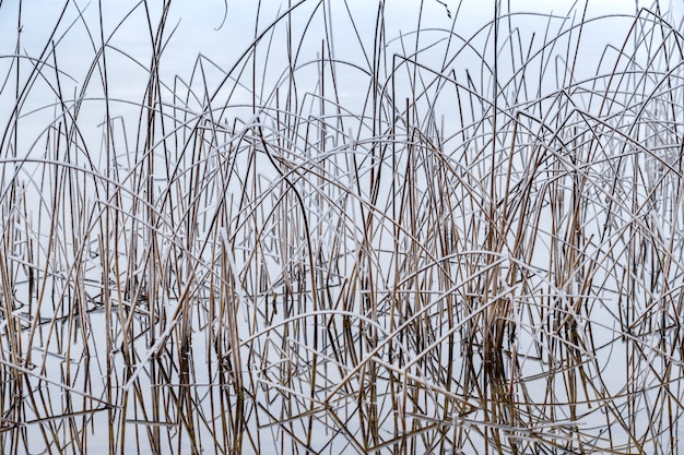 trockenes Gras mit Raureif bedeckt