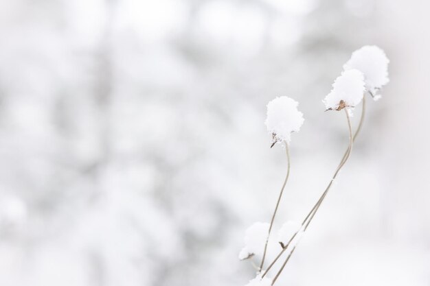 Trockenes Gras mit Schnee im Winter. Natürlicher weißer Hintergrund. Trockenes weißes schneebedecktes Schilf. Neutrale Pastellfarben. Platz kopieren