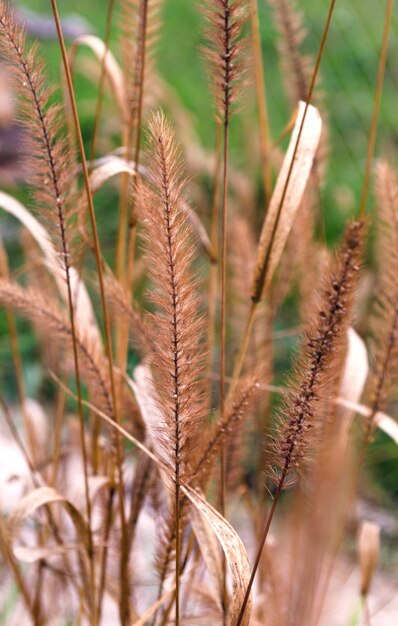 Trockenes Gras, Naturdetails