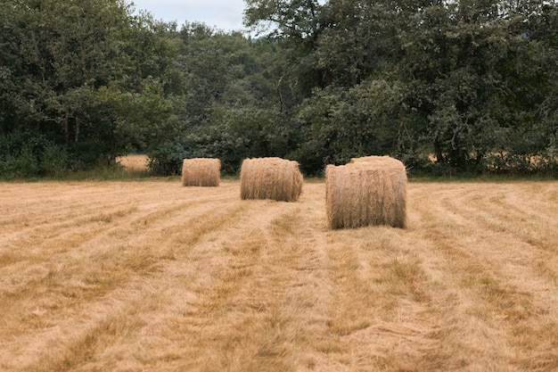 Trockenes Gras rollt auf einer frisch gemähten Wiese.