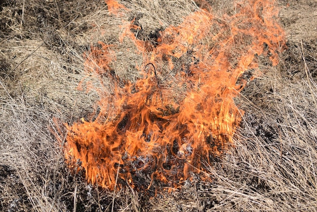 Trockenes Gras und Schilf verbrennen, Felder und Gräben von trockenem Gras befreien