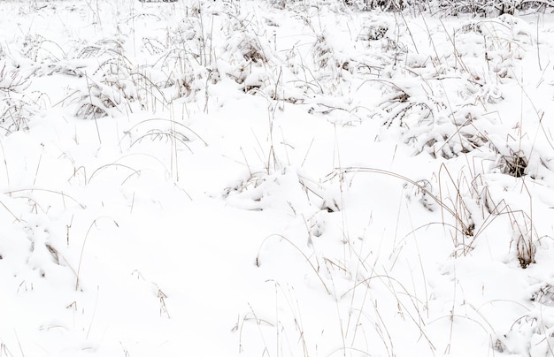 Trockenes Gras unter dem Schnee