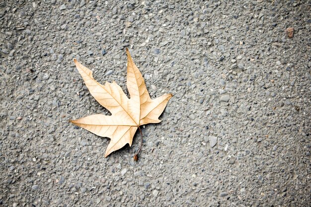 Trockenes Herbstblatt auf der Straße