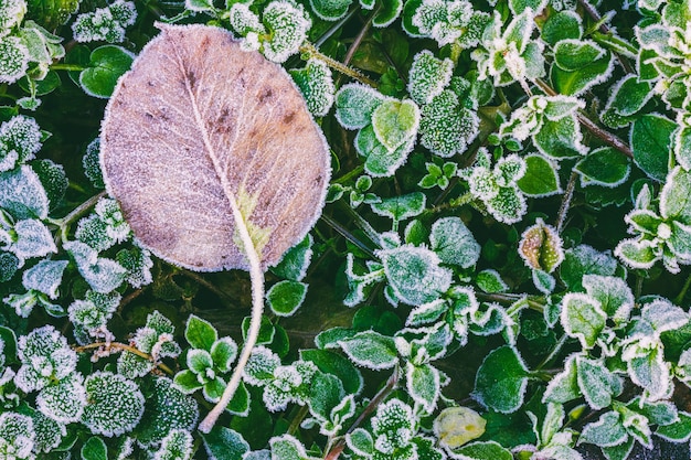 Trockenes Herbstblatt auf grünen Blättern von Gras bedeckte Raureif am kalten Herbstmorgen, Draufsicht, Nahaufnahme