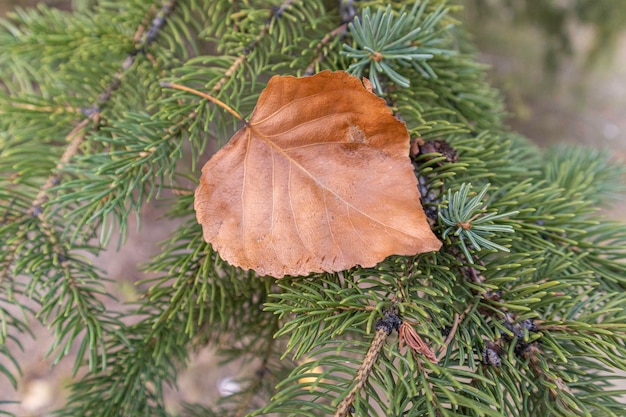 Trockenes Herbstblatt, das auf einen Baum geblasen wird