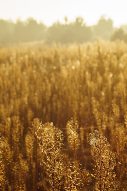 Foto trockenes herbstgras im wald im nebel bei sonnenaufgang