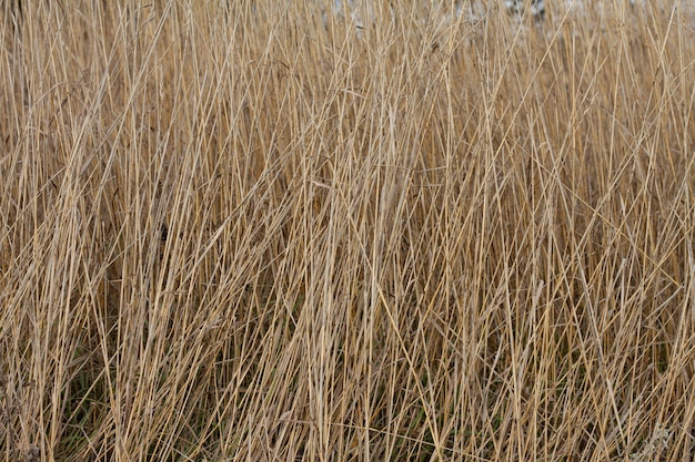 Trockenes Herbstgras mit Ährchen. Nahansicht . Natürlicher Hintergrund