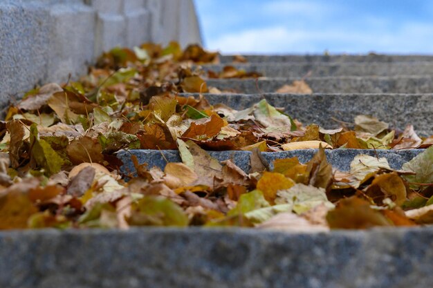 Trockenes Herbstlaub auf Stufen gegen den blauen Himmel