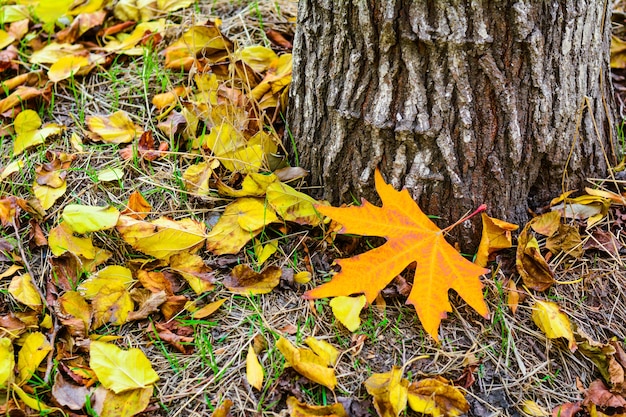 Trockenes Herbstlaub