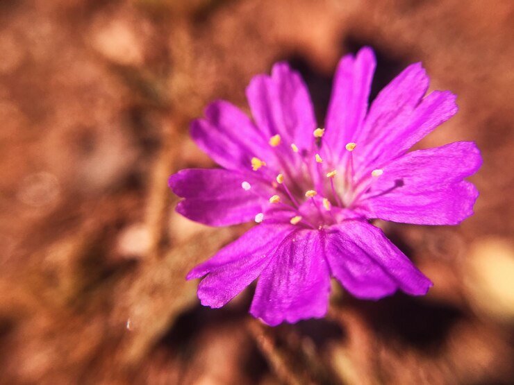 Foto trockenes klima