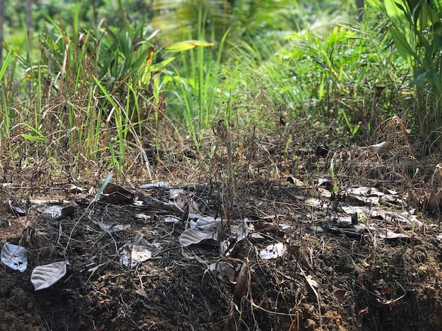 Trockenes Land mitten im Wald, Naturhintergrund