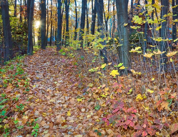 Trockenes Laub, Weg und Holzhaus hinter den Bäumen im herbstlichen Stadtpark