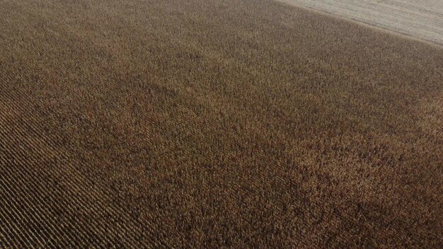 Trockenes Maisfeld Landwirtschaftliches Feld mit getrocknetem Mais auf dem Feld Luftdrohnenansicht