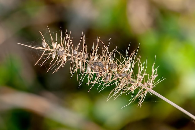 Trockenes Naturelement im Dschungel