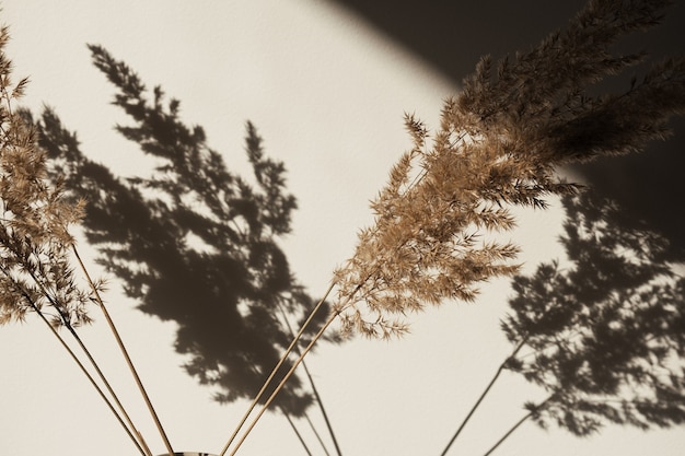 Trockenes Pampasgrasrohr in stilvoller Vase. Schatten an der Wand. Silhouette im Sonnenlicht.