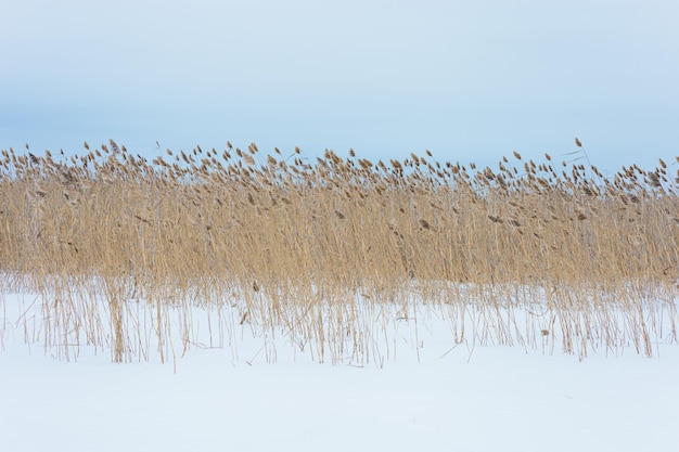 Trockenes Pflanzenschilf auf bedecktem Schneesee gegen natürlichen Winterhintergrund des blauen Himmels