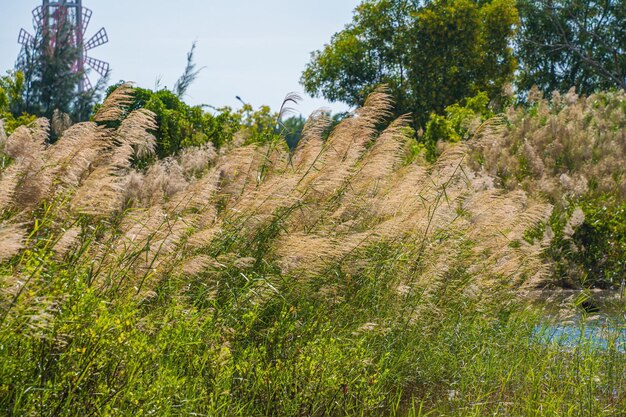 Trockenes Schilf auf dem See Schilfschicht Schilfsamen Goldenes Schilfgras im Herbst in der Sonne Abstrakter natürlicher Hintergrund Schönes Muster mit neutralen Farben Minimales stilvolles Trendkonzept