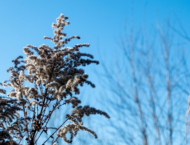 Trockenes Schilf gegen klaren, hellblauen Himmel an sonnigen Tagen im Freien Abstrakter natürlicher Hintergrund in neutralen Farben Minimal trendige Pampasgras-Rispen Selektiver Fokus