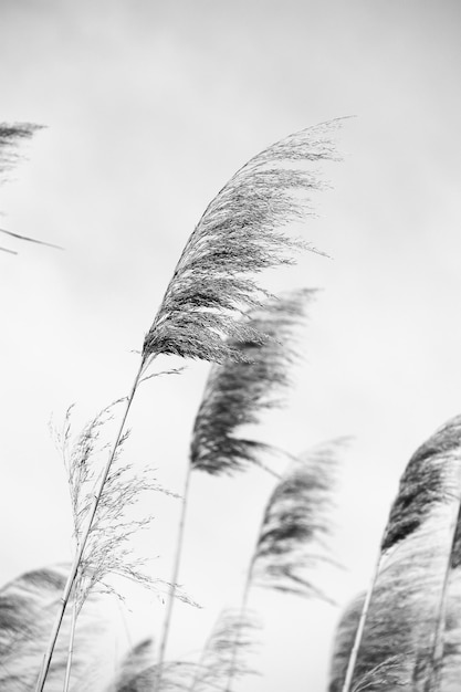 Trockenes Schilf im Freien in den Farben Schilfschicht Schilfsamen Schwarzes und weißes Schilfgras Pampasgras