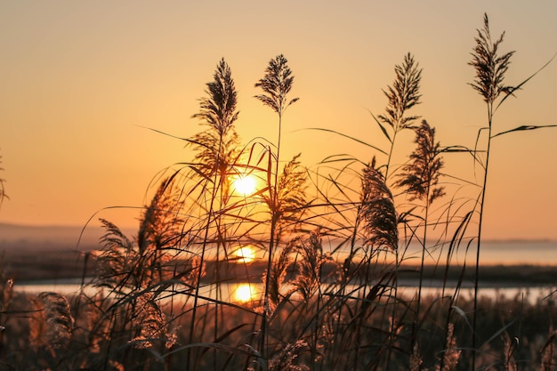 Trockenes Schilf im Freien in den Wolken des Sonnenuntergangs vor dem Hintergrund des Meeres Schilf und Sonnenuntergang