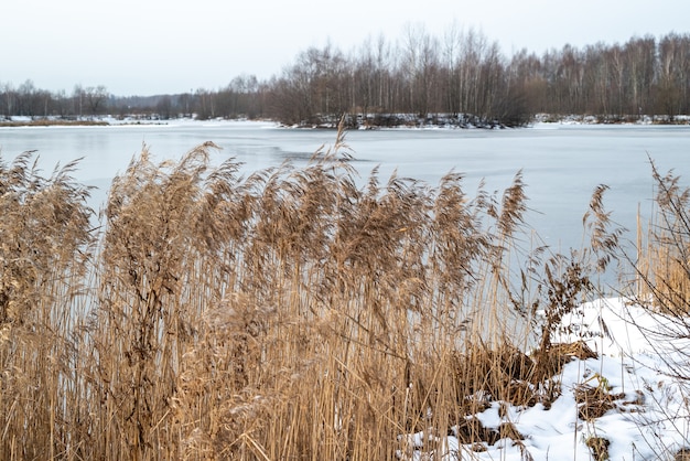 Trockenes Schilfdickicht am Seeufer im Winter