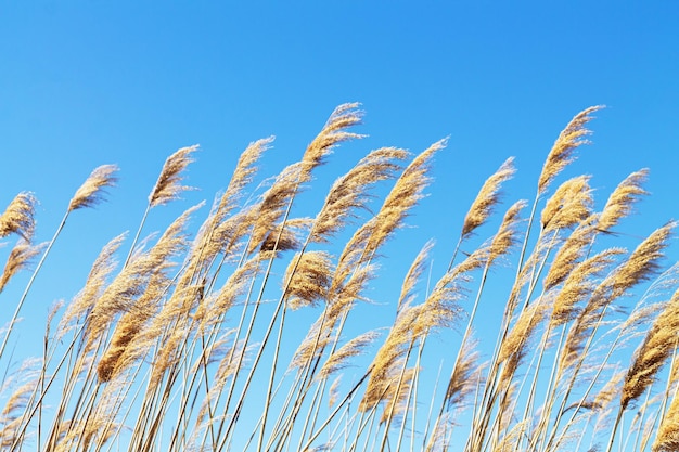 Trockenes Schilffeld auf blauem Himmel backgroud Schöne Natur der Ukraine