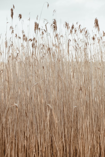 Trockenes Schilfstielfeld. Minimale Natur