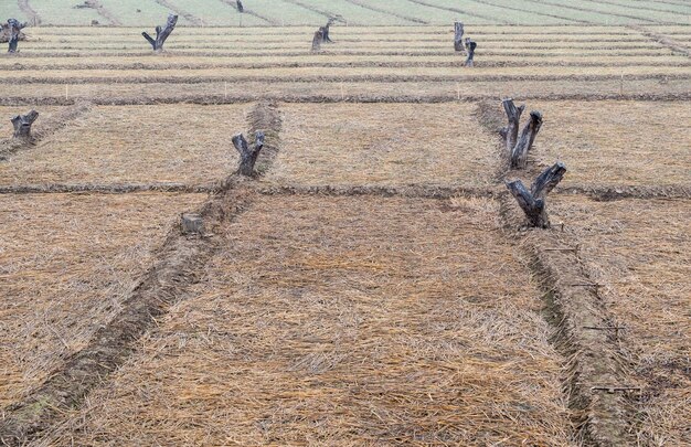 Trockenes Stroh im leeren Reisfeld nach der Erntezeit
