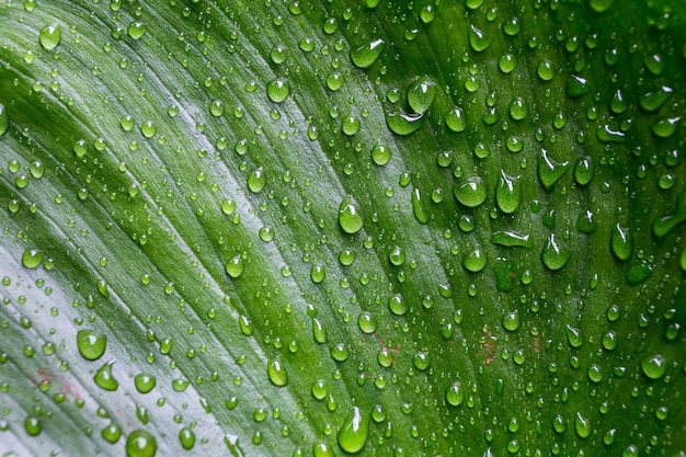 Tröpfchen des Wassers auf dem grünen Blatt, rollend.