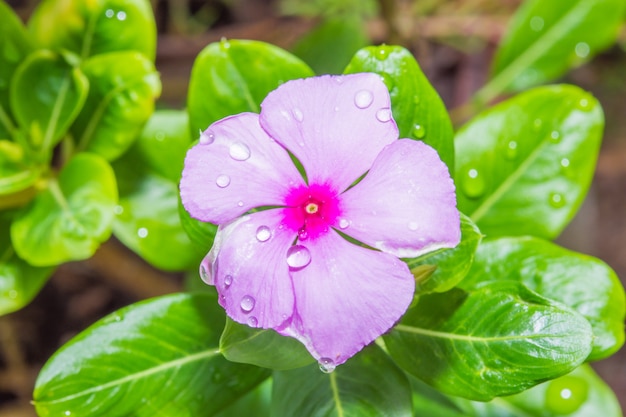 Tröpfchenwasser auf der Blume