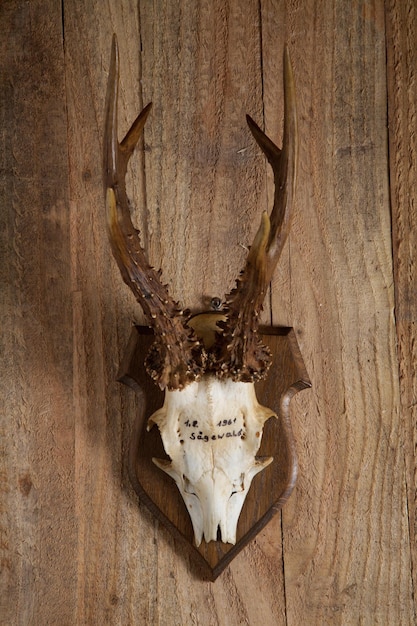 Foto trofeo de corzo en la pared de madera rústica