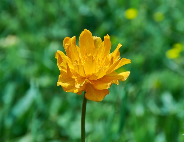 Trollius altaicus é uma planta ornamental da família Ranunculaceae, nativa da Ásia e da Europa